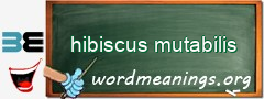 WordMeaning blackboard for hibiscus mutabilis